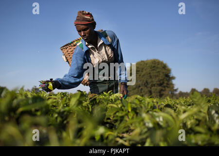 Maramba fabbrica di tè, Limuru, Kenya, febbraio 2015. Foto Stock