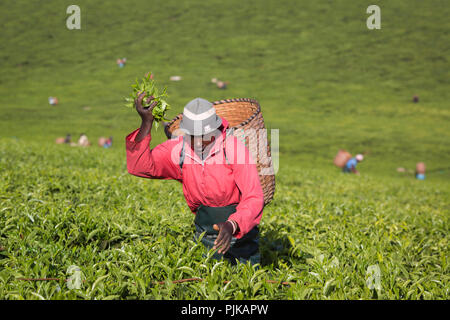 Maramba fabbrica di tè, Limuru, Kenya, febbraio 2015. Foto Stock