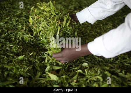 Maramba fabbrica di tè, Limuru, Kenya, febbraio 2015. Foto Stock