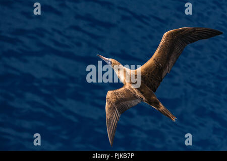 Foto scattata Oriente Pacifico fuori del Messico costa. Senza riduzione del rumore, non affilatura. File Raw disponibile. Foto Stock