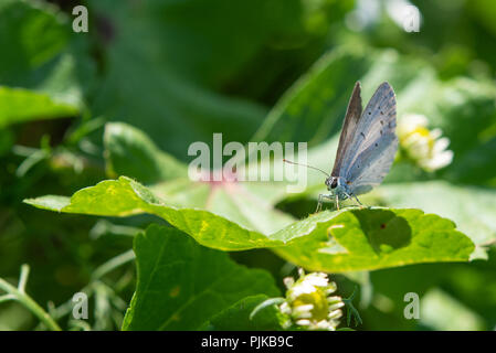 Close up di un argento Studded Blue Butterfly, appoggiato su una foglia verde. Foto Stock