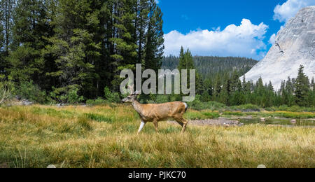 Buck Wild Mule Deer pascolano in erba di prato a Dome Lembert, Tuolumne Meadows - Parco Nazionale di Yosemite Foto Stock