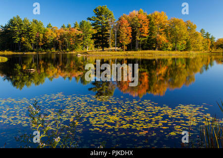 Herbstwald am Mills Pond des Canterbury Shaker Village Foto Stock