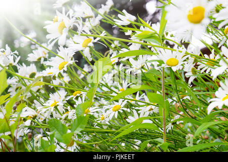 Margherite sotto il sole Foto Stock