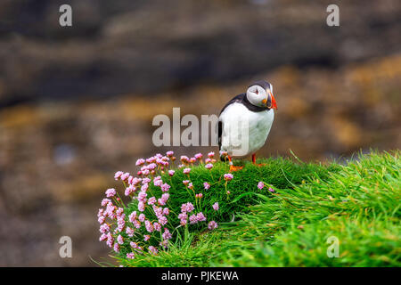 Puffin colonia su Lunga isola Foto Stock