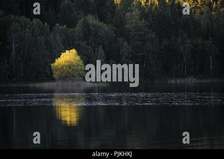 Albero solitario nella luce solare ad un lago, Clearwater, Canada Foto Stock