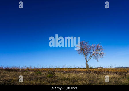 Fioritura del mandorlo in inverno a Cesseras Foto Stock