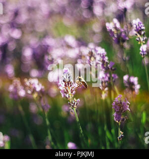 Fioritura di lavanda in estate il sole, Foto Stock
