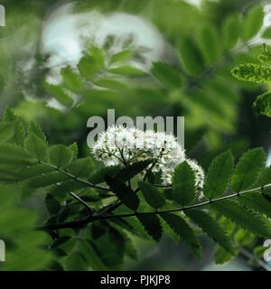 Fioritura Rowanberry, Foto Stock