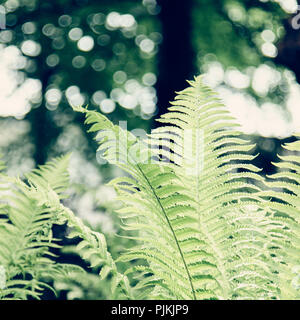 Fresca luce luminosa verde felce in maggio, Foto Stock