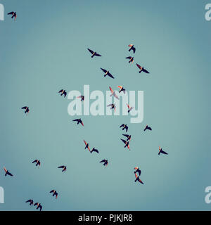 Sciame di piccione sotto il cielo blu, Foto Stock