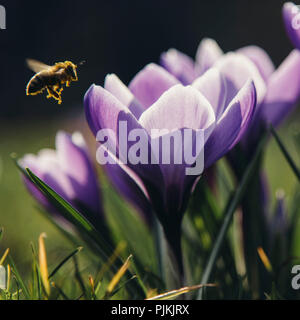 Fioriture di crochi nel parco, Foto Stock