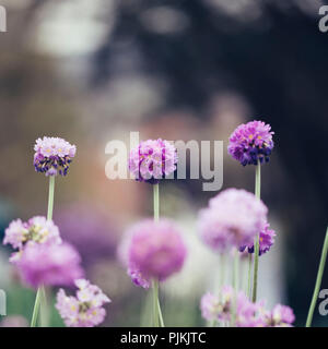 Blooming coscia primrose nel giardino botanico, Foto Stock