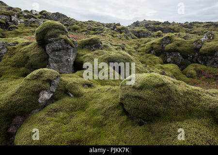 L'Islanda, moss coperte di rocce laviche, sagomati a cuscino, faccia di MOSS, mirtillo rosso fogliame Foto Stock