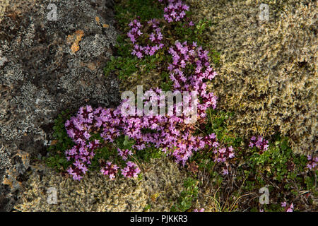 L'Islanda, Arctic Timo, Thymus praecox ssp. arcticus, timo artico Foto Stock