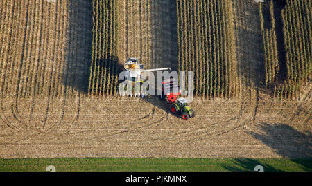 Vista aerea, B63, Ossenbeck, la raccolta del granoturco, Claas, trattore, mietitrebbia a nord della contea di strada, Drensteinfurt Drensteinfurt, la zona della Ruhr, Renania settentrionale-Vestfalia, Germania, Europa Foto Stock