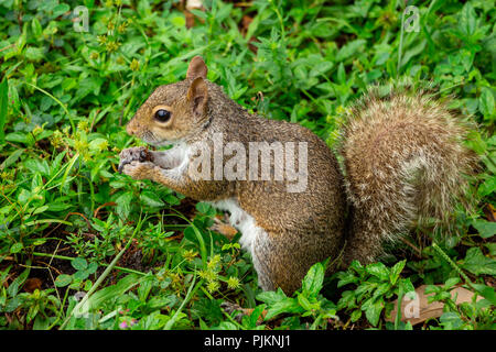 Grigio orientale scoiattolo (Sciurus carolinensis) mangiando un insetto - Topeekeegee Yugnee (TY) Park, Hollywood, Florida, Stati Uniti d'America Foto Stock