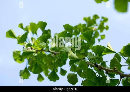 Un ginkgo tree - natura di superstite, Foto Stock