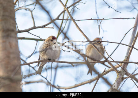 Redpolls, Acanthis flammea Foto Stock