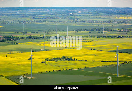 Agricoltura, campi a est di Danzica, configurazione del campo, Kacik, Mar Baltico, Pomorskie, Polonia Foto Stock