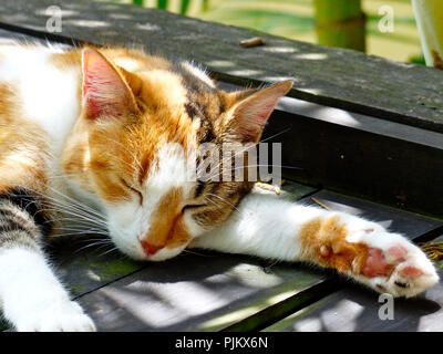 Close up di un gatto domestico sleeping che mostra una delle sue zampe Foto Stock