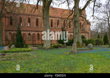 La Germania, il Land Brandeburgo, Uckermark, Chorin, monastero cistercense di Chorin, mattone basilica da 1273, il cimitero di fioritura e ostriche blu Foto Stock