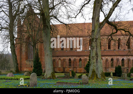 La Germania, il Land Brandeburgo, Uckermark, Chorin, monastero cistercense di Chorin, mattone basilica da 1273, il cimitero di fioritura e ostriche blu Foto Stock