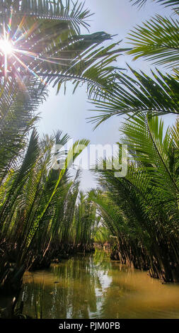 Alberi di palma in acqua, Vietnam Foto Stock