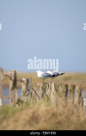 Germania, Schleswig-Holstein, Hallig Hooge, due gabbiani sulla recinzione Foto Stock