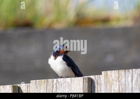 Barn Swallow, Hirundo rustica, siede sulla recinzione Foto Stock