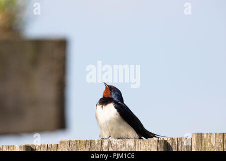 Barn Swallow, Hirundo rustica, siede sulla recinzione Foto Stock