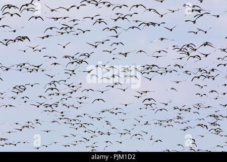 Oche facciabianca, Oche facciabianca, Branta leucopsis Foto Stock