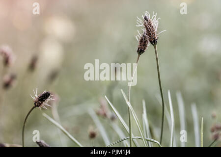 Due fiori ribwort ravvicinata (Planzago lanceolata) Foto Stock
