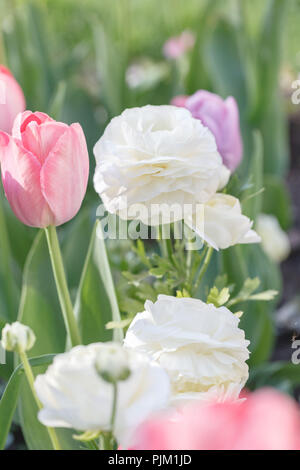 Tulipani e ranuncoli in un letto, Foto Stock