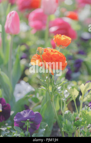 Ranuncoli e tulipani in un letto, Foto Stock