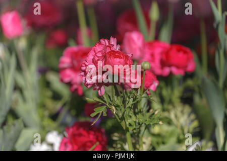 Tulipani e ranuncoli in un letto, Foto Stock