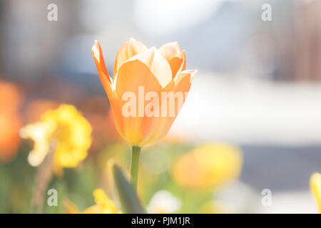 Un unico orange tulip su una strada, Foto Stock