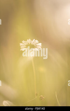 Una margherita nella bellissima natura, Foto Stock