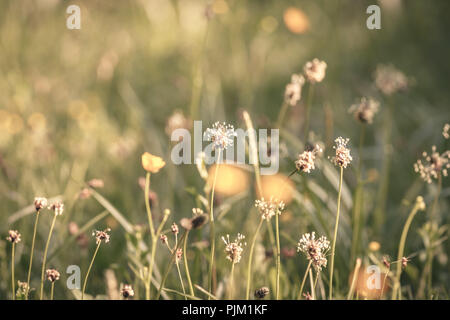Piantaggine (Planzago lanceolata), erbe e renoncules su un prato in luce calda del sole, Foto Stock