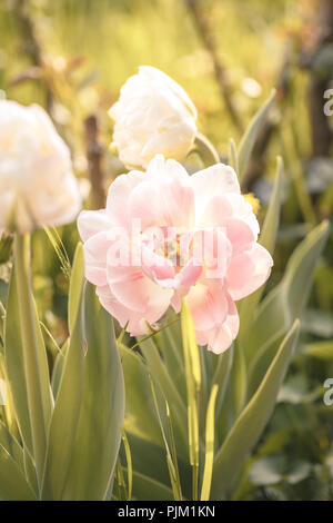 Blossom, tulip, rosa, riempiti Foto Stock