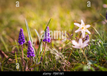 Giacinto di uva e anemone su una molla prato, fiori ed erbe in una luce speciale, Foto Stock