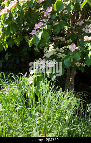 Fioritura giapponese sanguinello in giardino, Cornus kousa Foto Stock