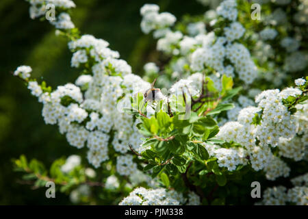 Fioritura Spiraea, close-up Foto Stock