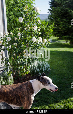 Mixed-razza cane nel giardino naturale con 'Ilse Maria Krohn superiore' rose rampicanti Foto Stock