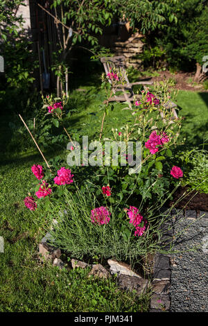 Rose in un giardino Foto Stock