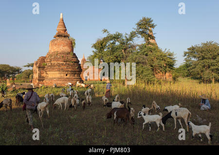 Gli agricoltori birmano con i loro greggi di capre vicino a uno degli antichi templi della valle di Bagan, Myanmar (Birmania) Foto Stock