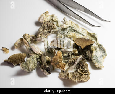 Close up Shrooms. Asciugato i funghi magici. Foto Stock