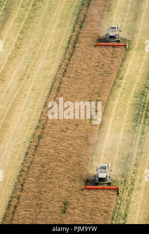 Raccolto di grano, Claas mietitrebbia durante la mietitura, agricoltura, Vipperow, Meclemburgo Lake District, Meclenburgo-Pomerania Occidentale, Germania Foto Stock