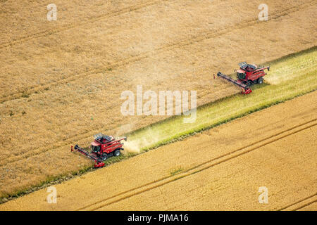 Raccolto di grano, la guida mietitrebbia durante la mietitura, agricoltura, Vipperow, Meclemburgo Lake District, Meclenburgo-Pomerania Occidentale, Germania Foto Stock