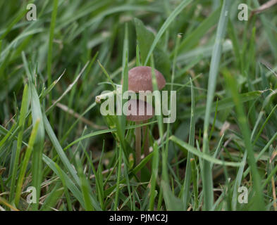 Piccoli funghi marrone che cresce in un campo di erba. Falciatrice a fungo di nascosto in erba lunga. Foto Stock